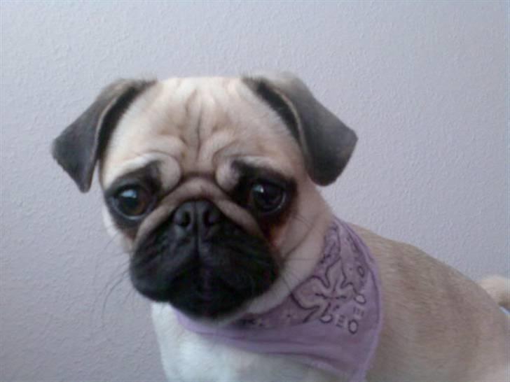 Mops Lajka billede 16