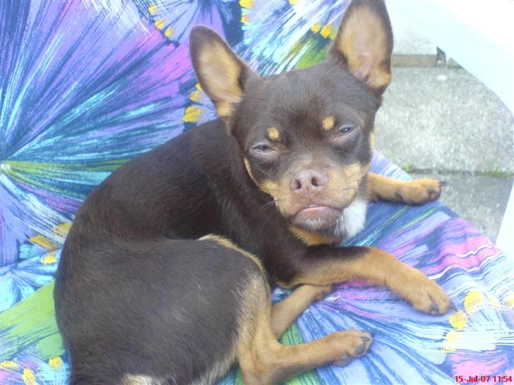 Chihuahua Chucky  - Snakker du til miig ?  billede 7