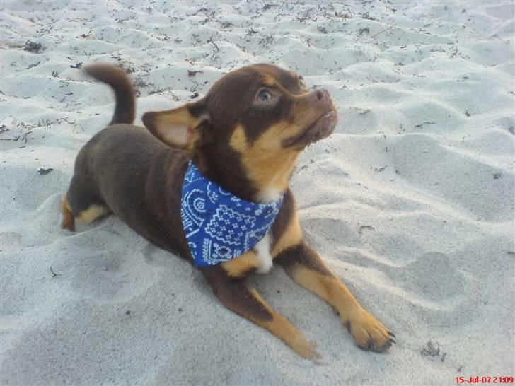 Chihuahua Chucky  - Orh Stranden . det hyggeliiiiigt ..  billede 8