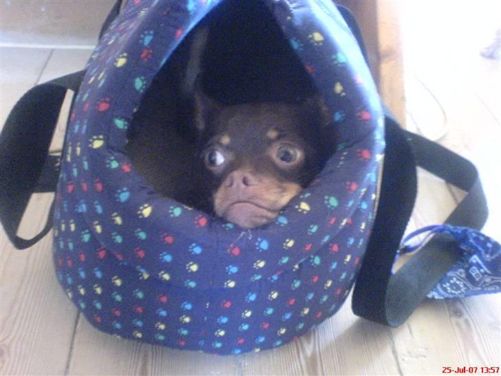 Chihuahua Chucky  - Noget Spænnende ? ;)  billede 9