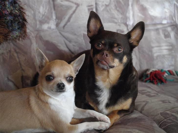 Chihuahua Chucky  - Monti og mig .. <3 * Nyt * billede 10