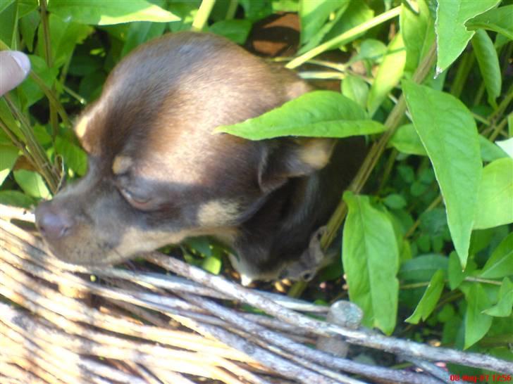 Chihuahua Chucky  - Haha gemmer mig i Mormor´s Blomster så kan ingen se mig .. billede 11