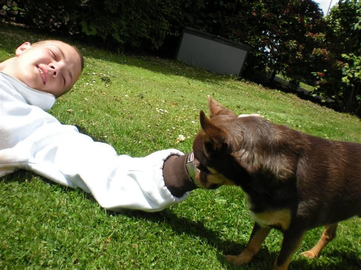 Chihuahua Chucky  - Selvom jeg er BANGE for fyre - må nalle godt Nusse mig <3 billede 12