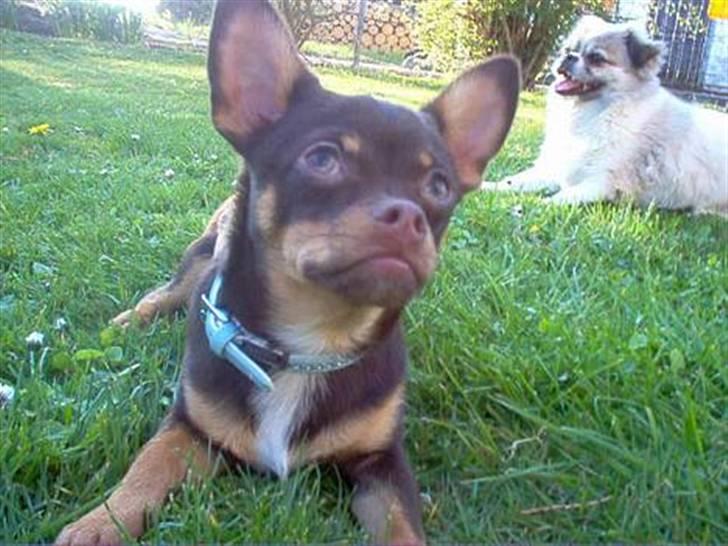 Chihuahua Chucky  - Have´hygge.. billede 14