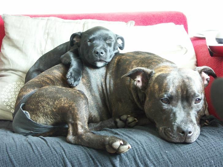 Staffordshire bull terrier Mille billede 17