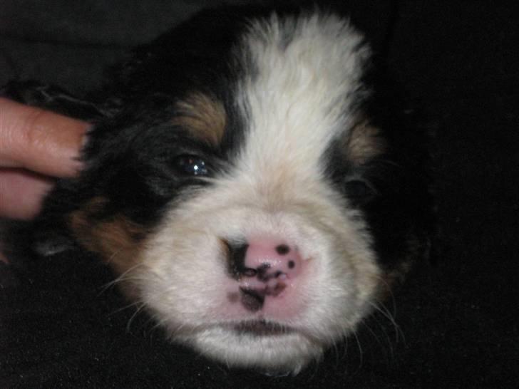 Berner sennenhund Anton - 4 uger gammel... billede 5