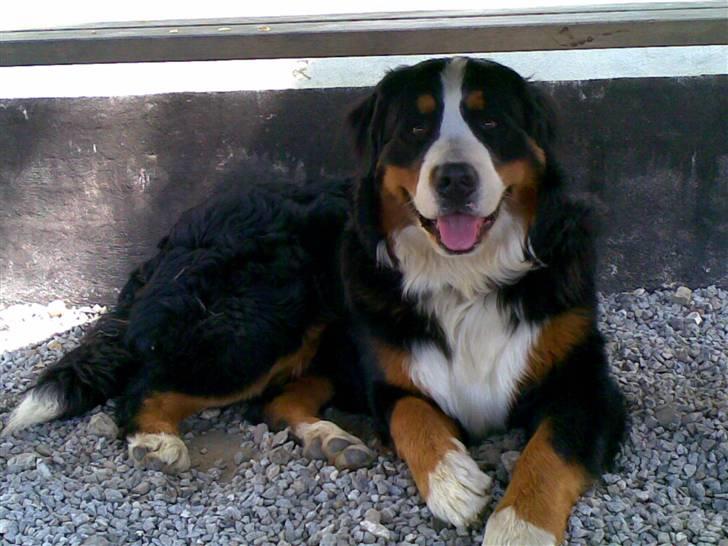Berner sennenhund Anton - Ligger lige i skyggen:) billede 6
