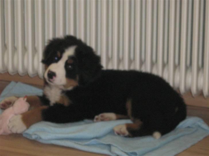 Berner sennenhund Anton - Siger du noget? billede 7