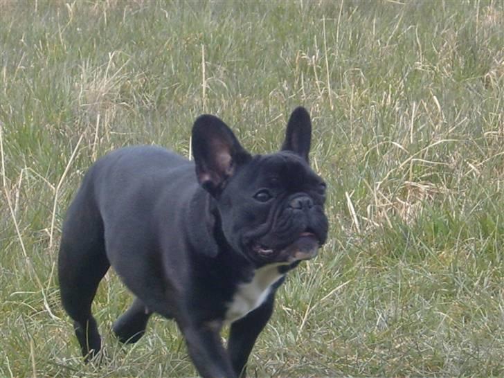 Fransk bulldog fie - Hej. Det her er så mig Fie billede 1