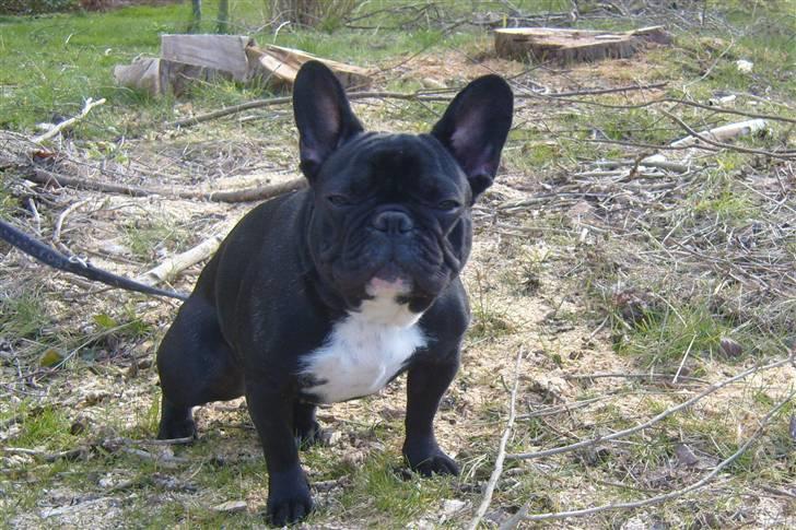 Fransk bulldog fie billede 2
