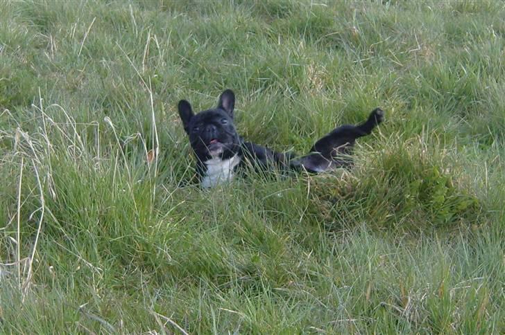 Fransk bulldog fie - UPS billede 3