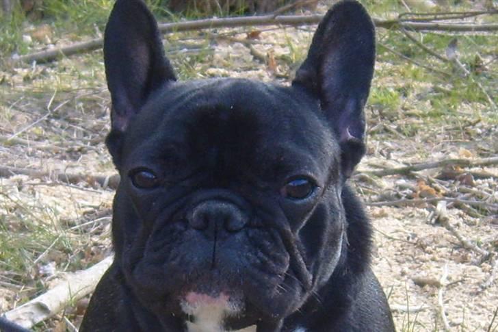 Fransk bulldog fie billede 4
