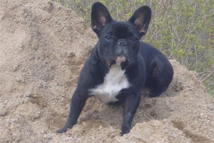 Fransk bulldog fie billede 6