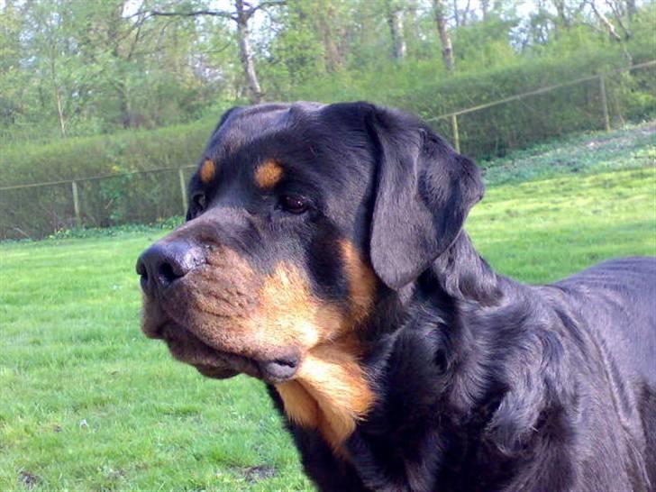 Rottweiler Samson R.I.P. billede 1