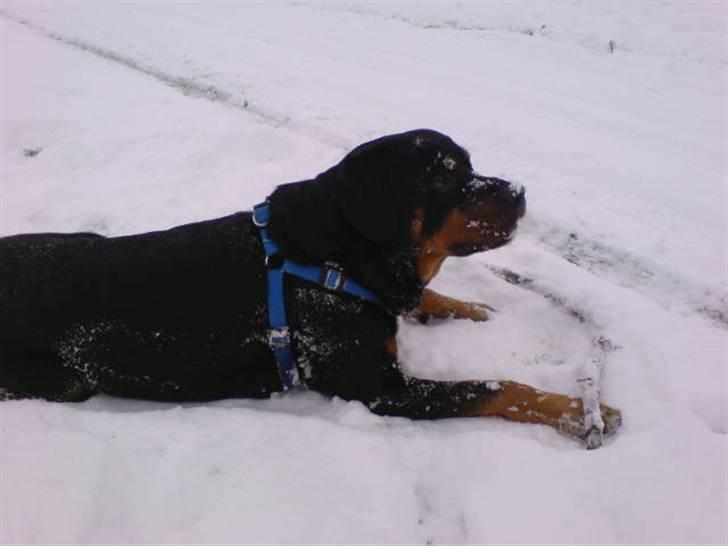 Rottweiler Samson R.I.P. - Altså, kaster du snart den gren jeg ligger med...? billede 2