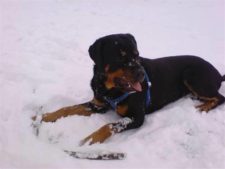 Rottweiler Samson R.I.P. - Nørj hvor er det dejligt at lege i sneen... ;O) billede 3