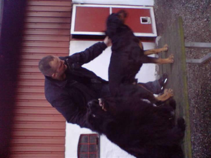 Rottweiler Samson R.I.P. - Her er jeg med min Far og min bedste legekammerat, Basse... billede 4