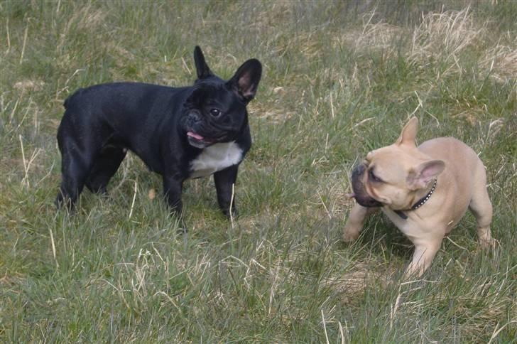 Fransk bulldog fie - Karla , kan du så komme hen til din mor. billede 7