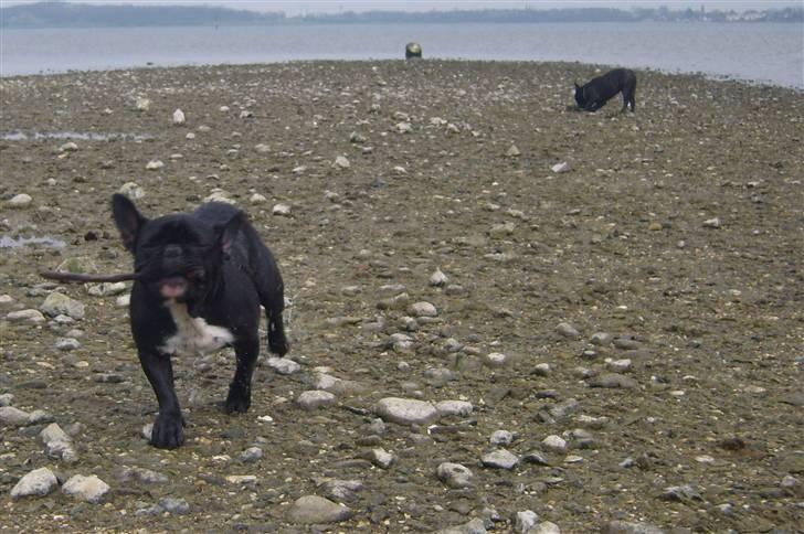 Fransk bulldog fie billede 9