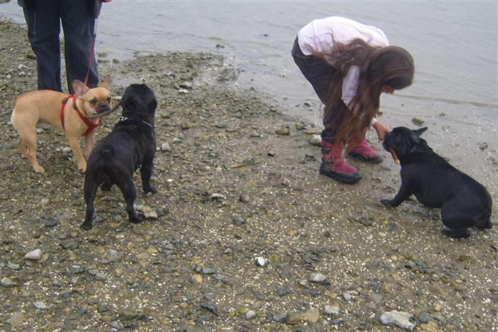 Fransk bulldog fie - Kaster du den igen Emilie ? Langt ud... billede 10