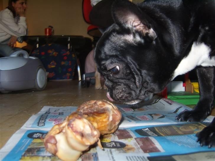 Fransk bulldog fie - ummmmmm billede 11