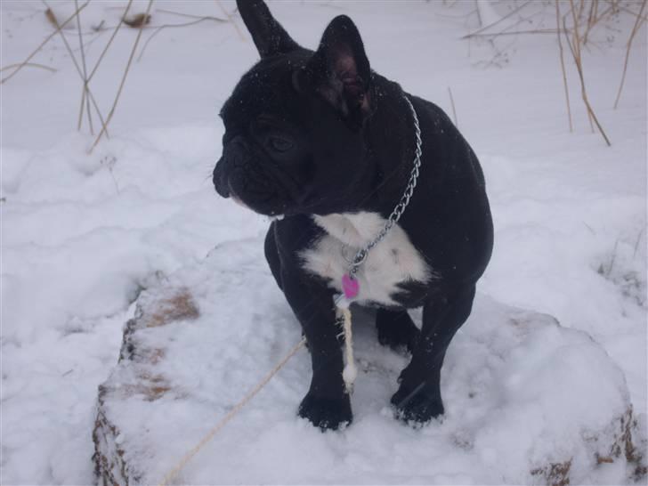 Fransk bulldog fie billede 12