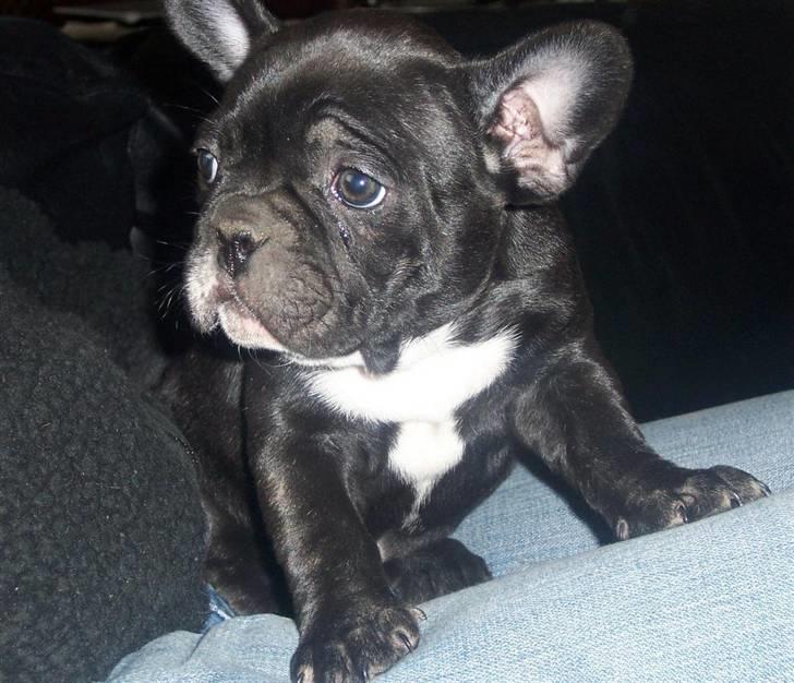 Fransk bulldog Emmie billede 1