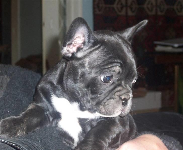Fransk bulldog Emmie billede 2
