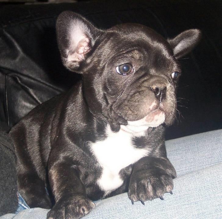 Fransk bulldog Emmie billede 3