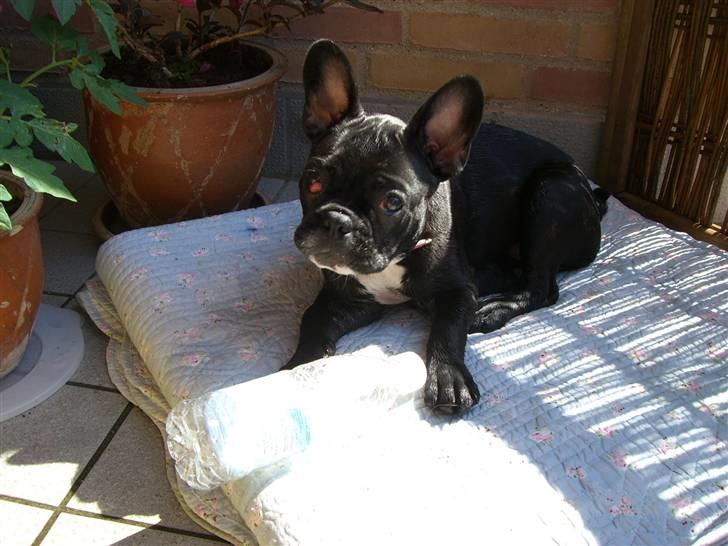 Fransk bulldog Emmie - desværre har emmie fået cherry eyes :(  (hun blev opereret d. 13 aug 07) billede 4