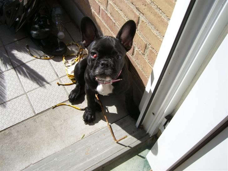 Fransk bulldog Emmie - desværre har emmie fået cherry eyes :(  (hun blev opereret d. 13 aug 07) billede 5