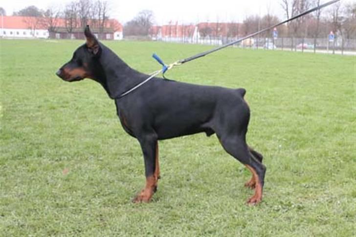 Dobermann Begat billede 7