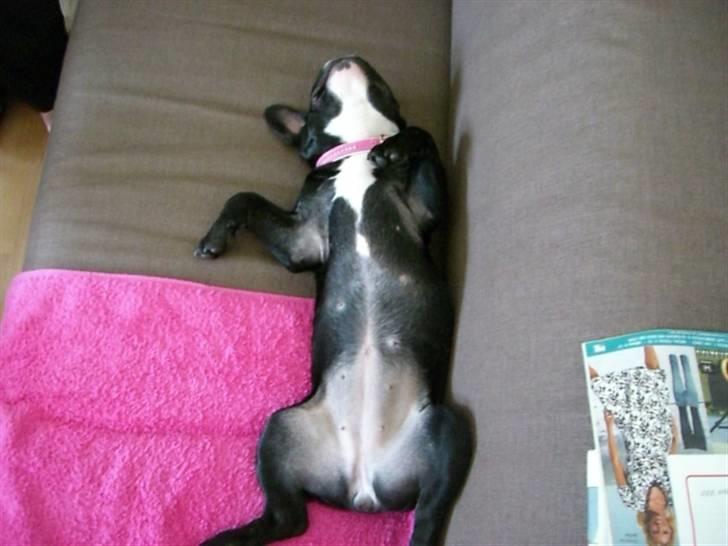 Fransk bulldog Emmie - tager lige en slapper (: billede 6