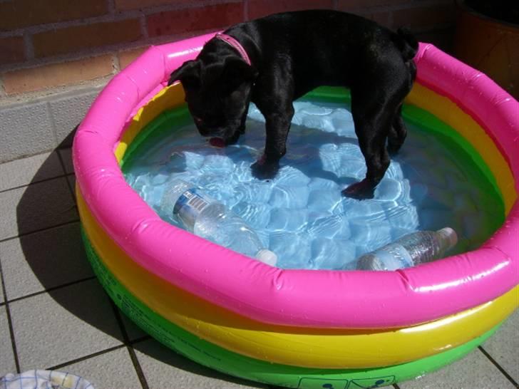 Fransk bulldog Emmie billede 7