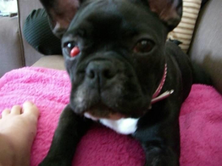 Fransk bulldog Emmie billede 8