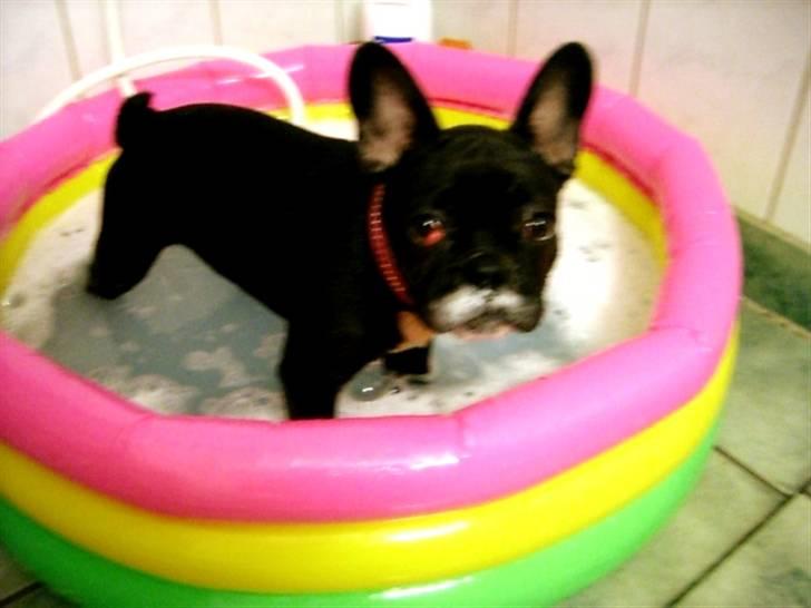 Fransk bulldog Emmie billede 9