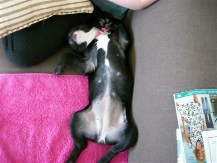 Fransk bulldog Emmie billede 10