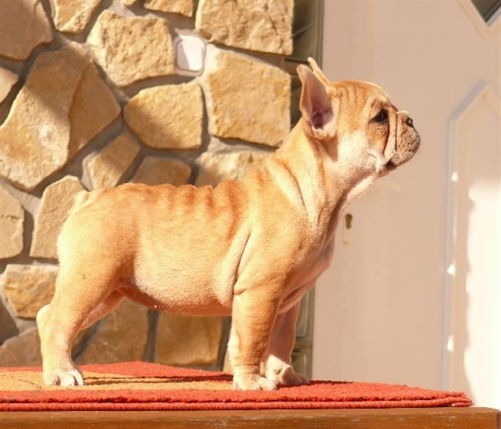 Fransk bulldog Kiss Bully Siren Olga. billede 5