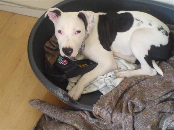 Amerikansk staffordshire terrier Joker R.I.P min skat :'( - hvad snakker du om, jeg har ikke hugget noget ;) billede 8