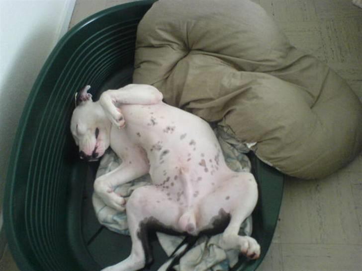 Amerikansk staffordshire terrier Joker R.I.P min skat :'( - Mmm, sover så godt i min kurv billede 9