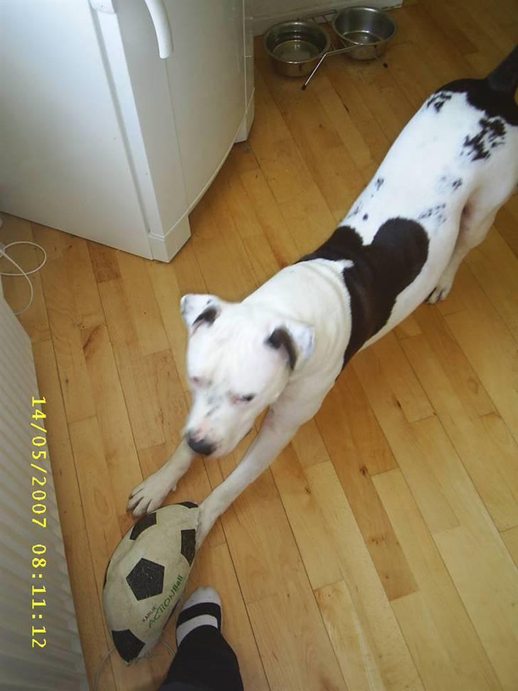 Amerikansk staffordshire terrier Joker R.I.P min skat :'( billede 10