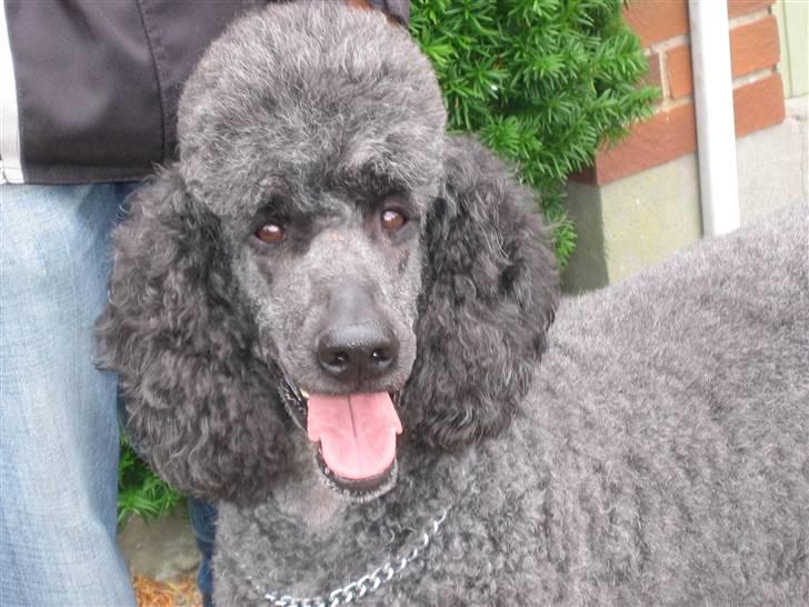 Storpuddel Sonny - Sådan så han ud da jeg havde klippet og vasket ham. billede 1