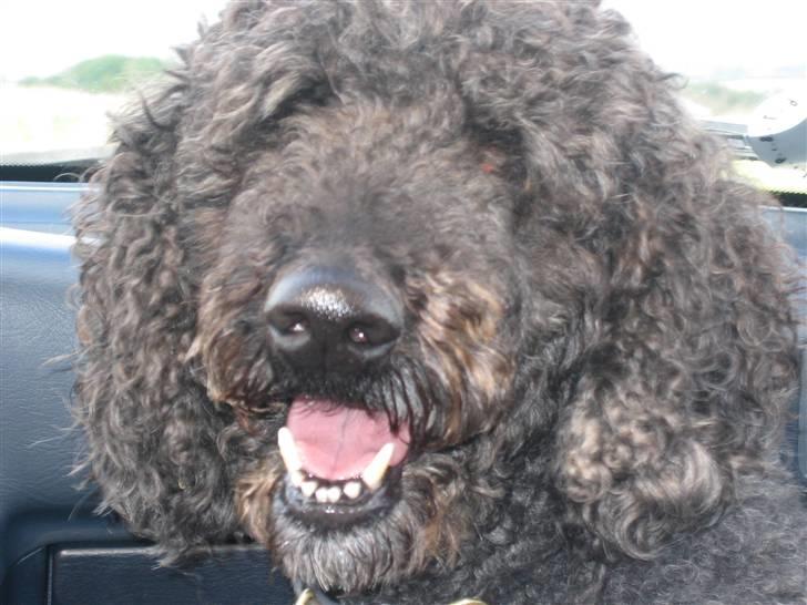 Storpuddel Sonny - Sådan så han ud da jeg købte ham. billede 2