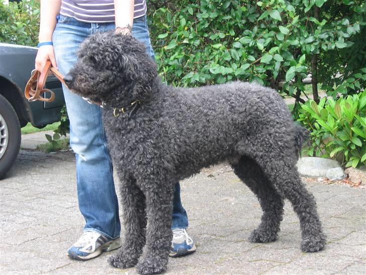 Storpuddel Sonny billede 3