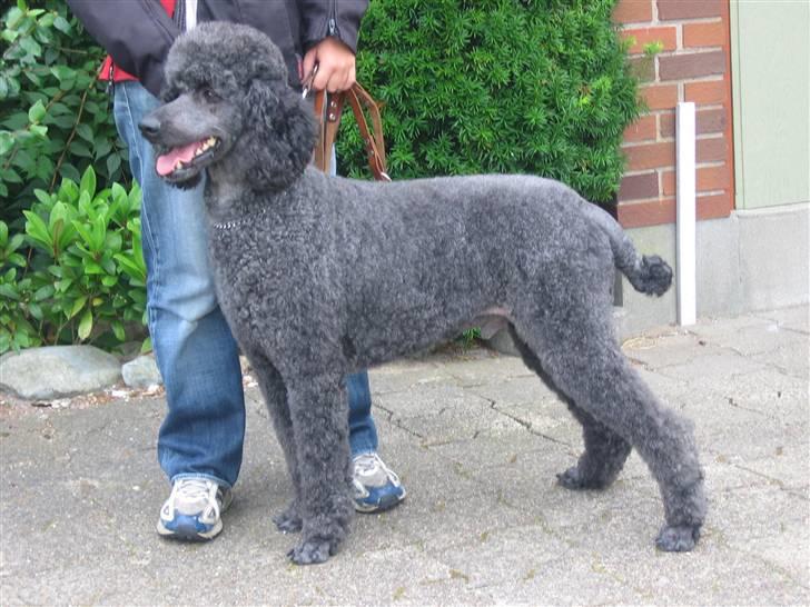 Storpuddel Sonny billede 4