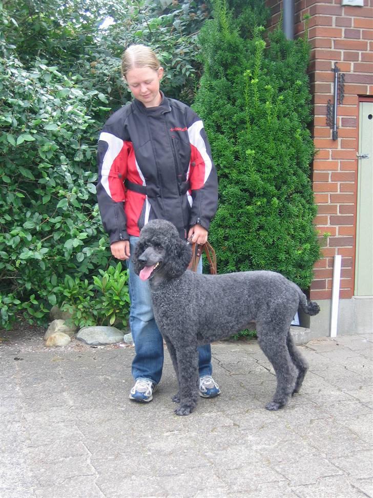 Storpuddel Sonny billede 5