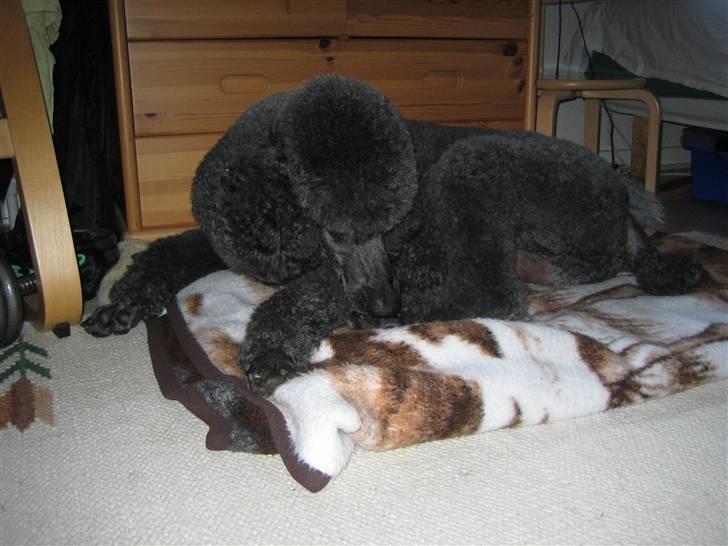 Storpuddel Sonny billede 6