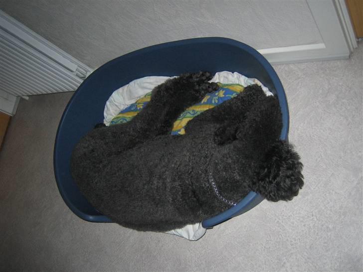 Storpuddel Sonny billede 7