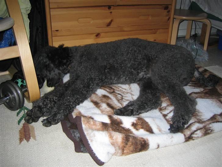 Storpuddel Sonny billede 8