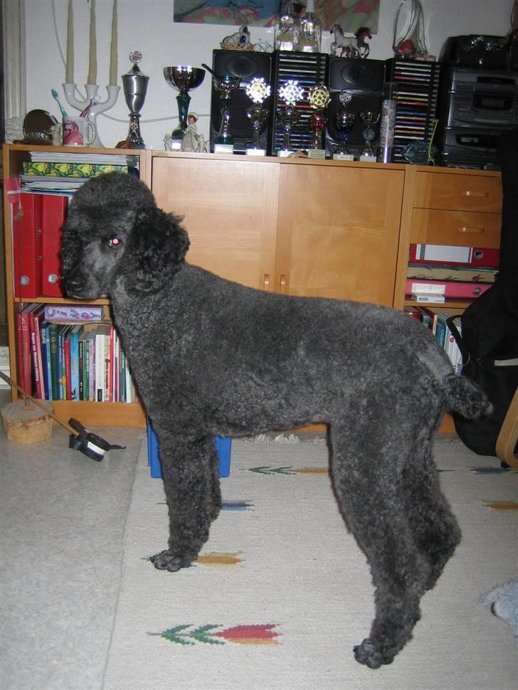 Storpuddel Sonny billede 9